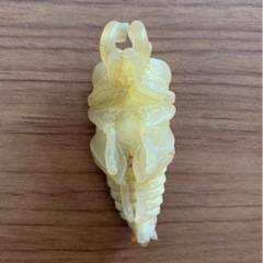 ニジイロクワガタ 蛹 オス ノーマル