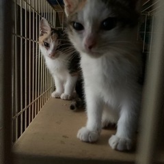 生後2ヶ月半　三毛模様の姉妹