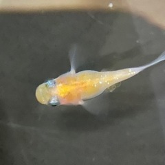 ダルマメダカ　2ペア　の画像
