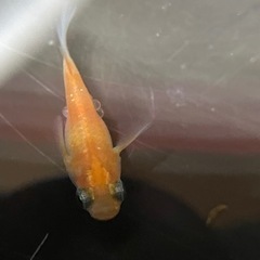 ダルマメダカ　2ペア　の画像