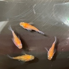 ダルマメダカ　2ペア　