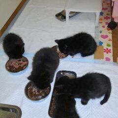3月に生まれた黒猫の女の子　3月3日(水)生まれです☆ - 里親募集