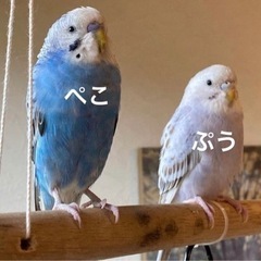 セキセイインコを探しています。