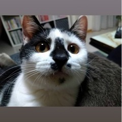 🐧デイジーちゃん　ペンギンを飼ってる？猫？