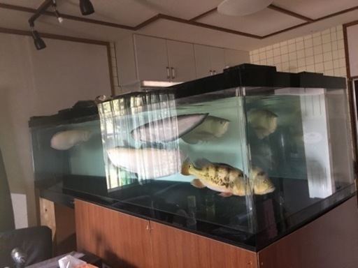 アクリル大型水槽　　アロワナ　熱帯魚