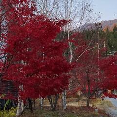 一人暮らしで 退屈なんで 遊びに行きましょう − 岐阜県