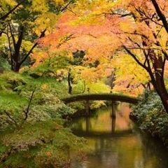 紅葉を見に砧公園へ行こう！