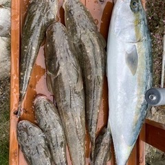 愛知でキャスティング青物、タイラバでマゴチ❗️レンタル船釣行❗️❗️