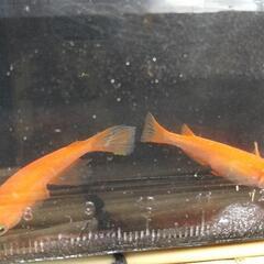 紅帝ヒレ長の幼魚