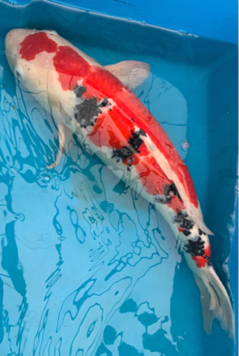 錦鯉 大正三色 55cm 3才