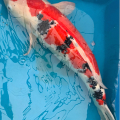 錦鯉 大正三色 55cm 3才