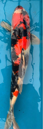 錦鯉　昭和三色C 62cm 4才