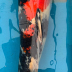 錦鯉　昭和三色C 62cm 4才 