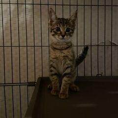 カワイイ子猫3匹😺