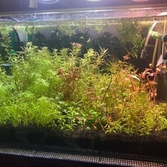 水草