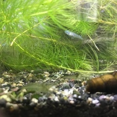 ミナミヌマエビ20円　おまけあります😊の画像