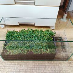 アクアテラリウム　45cmスリム水槽セット（中古）の画像