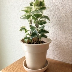 観葉植物　へデラヘリックス・セシリア（アイビー）①　19cm　ナ...