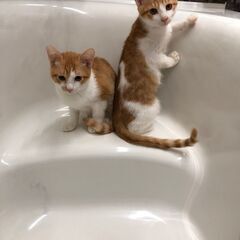 茶トラ　子猫　2匹　オス　兄弟猫？　無事里親決まりました。