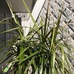 ドラセナ　コンシンネの画像