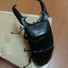 パラワンヒラタ♂106mm ペア