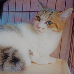 幸運のカギ尻尾！！！超々キュートな甘えん坊君！！