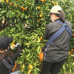 和歌山で援農ボランティア！土に緑に、触れてみませんか？ ～広川町...