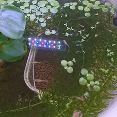 楊貴妃メダカ