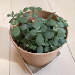 観葉植物　ポーチュラカリア属　高さ12cm位①