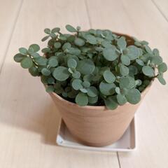 観葉植物　ポーチュラカリア属　高さ12cm位 ②