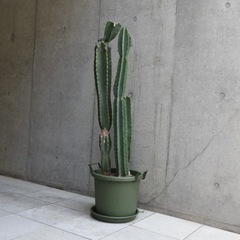 観葉植物　鬼面角　サボテン