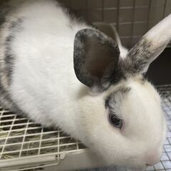 大人しいミニウサギの里親募集