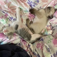 トライアル決まりました − 福岡県