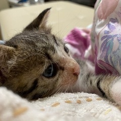 トライアル決まりました - 猫