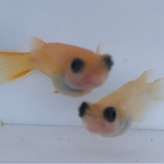出目パンダメダカ 成魚2ペア＋１　計5匹　☆発送は水曜日限定