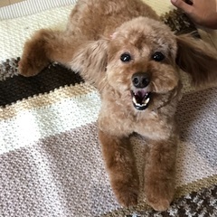 里親さま募集一時停止中