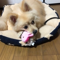 素敵な家族様に会えますように。
