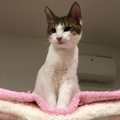 里親募集