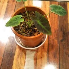 コロカシアイラストリス😄の画像