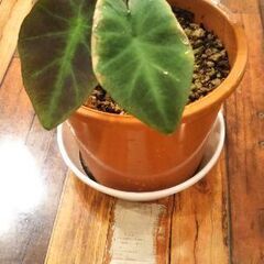 コロカシアイラストリス😄の画像