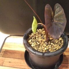 コロカシアブラックマジック😁の画像