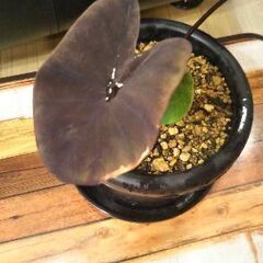 コロカシアブラックマジック😁の画像