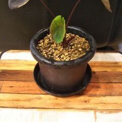 コロカシアブラックマジック😁の画像