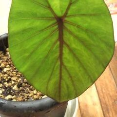 コロカシアブラックランナー😁の画像