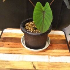 コロカシアブラックランナー😁の画像