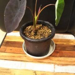 コロカシアブラックランナー😁の画像