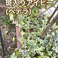アイビーの中古が安い!激安で譲ります・無料であげます(30 アイビーの中古が安い!激安で譲ります・無料であげます(30