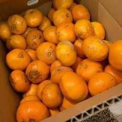 蒲郡みかん　3kg