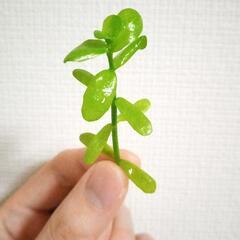 【水草】バコパモンニエリ5本
