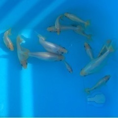 金魚 隼人錦 シルクタイプ 白無地の画像